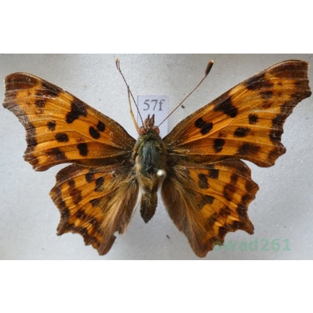 Polygonia c-album (Linnaeus, 1758) Rusałka ceik Czech57f